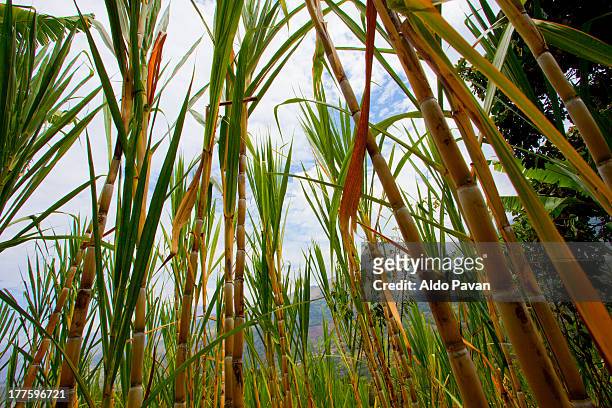 peru, jilili, sicchez, sugarcane - sugar cane field photos et images de collection