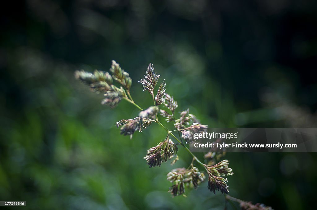 Nature Macro Plant