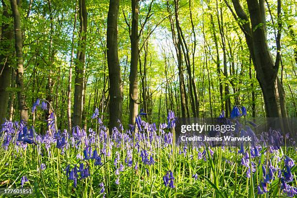 bluebells in beech woods - bluebell stock pictures, royalty-free photos & images