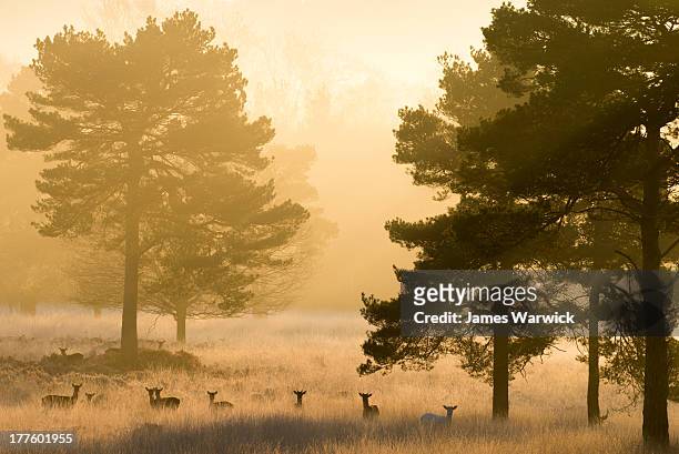 fallow deer and scots pines at dawn - sussex stock pictures, royalty-free photos & images