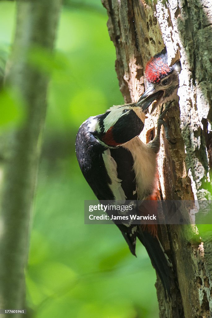 Great spotted woodpecker feeding young