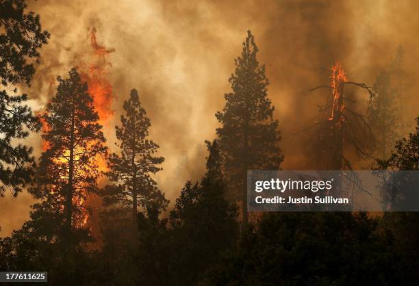 The Rim Fire consumes trees on August 24, 2013 near Groveland, California. The Rim Fire continues to burn out of control and threatens 4,500 homes...