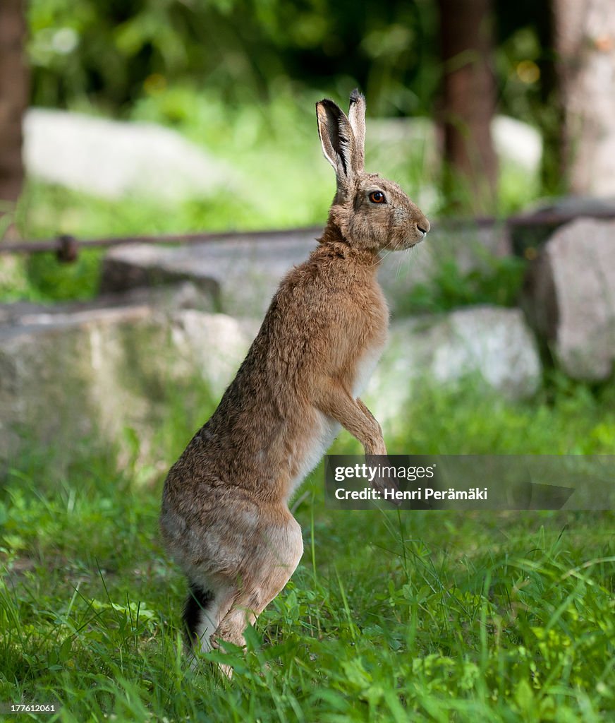 Upright Hare