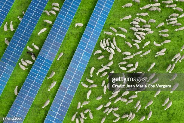 aerial view of a flock of sheep grazing in a solar farm with solar panels at sunset. agrivoltaics, agrisolar and low impact solar concepts, spain - extremadura stock pictures, royalty-free photos & images