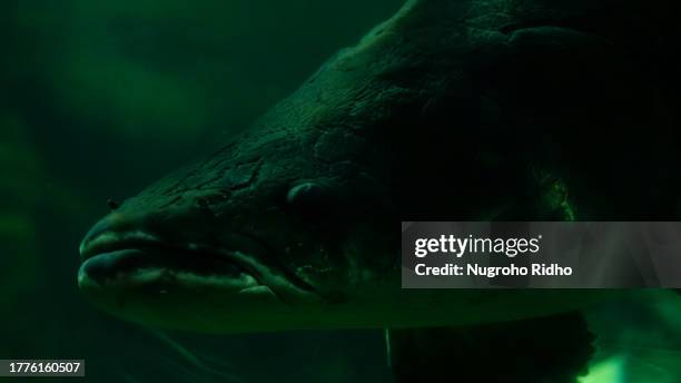 Gigas Fish 100 Amazon Aquarium Stock Photos, High-Res Pictures, and Images - Getty ...