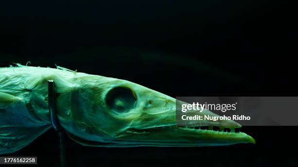 barracuda fish head dried specimen preservation on black background - barracuda stock pictures, royalty-free photos & images