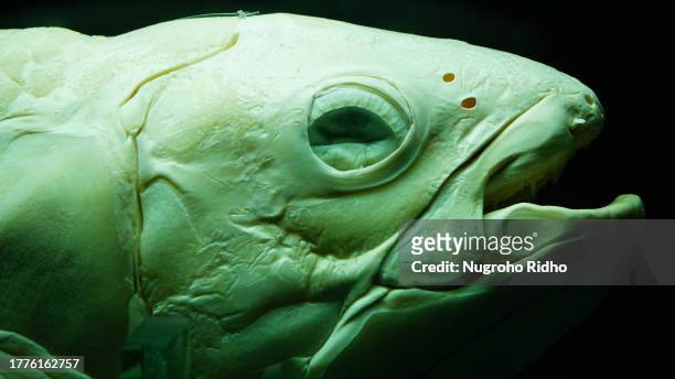 head of ancient coelacanth fish in dried animal preservation method on black background - animal eye stock-fotos und bilder
