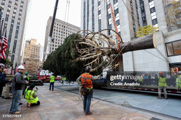 The Rockefeller Center Christmas tree was lifted into place after arriving in the plaza in New York City on Saturday . About 100 spectators watched...
