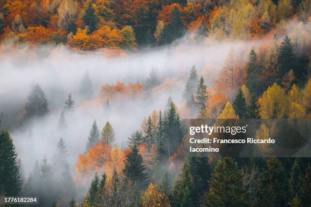 forest natural pattern, autumn background - misty mountains stock pictures, royalty-free photos & images