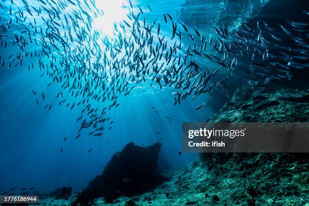 large school of scissortail fusilier caesio caerulaurea near surface, triton bay, west papua province, indonesia - ocean floor fish stock pictures, royalty-free photos & images