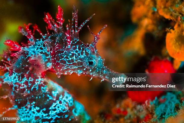 hippocampus fluorescence - zeepaardje stockfoto's en -beelden