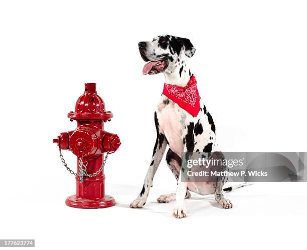 harlequin great dane and fire hydrant on white. - dogge stock-fotos und bilder