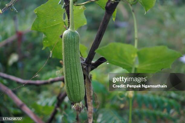 luffa acutangular, cucurbitaceae green vegetable fresh on brown fabric in garden on nature background - loofah stock-fotos und bilder