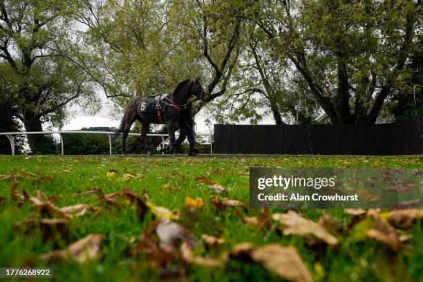 Runner makes its way to the parade ring at Huntingdon Racecourse on November 05, 2023 in Huntingdon, England.