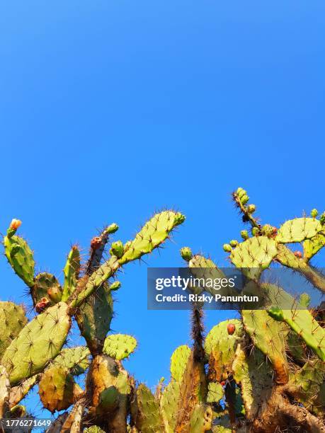 cactus in bloom in nature and blue sky - cactus isolated stock pictures, royalty-free photos & images