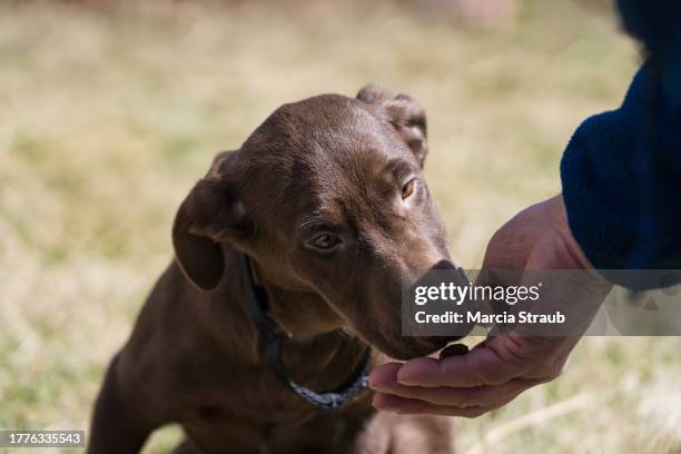 human hand giving cute chocolate labrador puppy a treat - perro cobrador fotografías e imágenes de stock