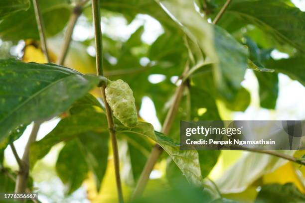 morinda citrifolia tree - morinda citrifolia stock pictures, royalty-free photos & images