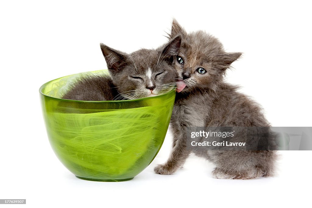Two cute kittens, one in a green bowl