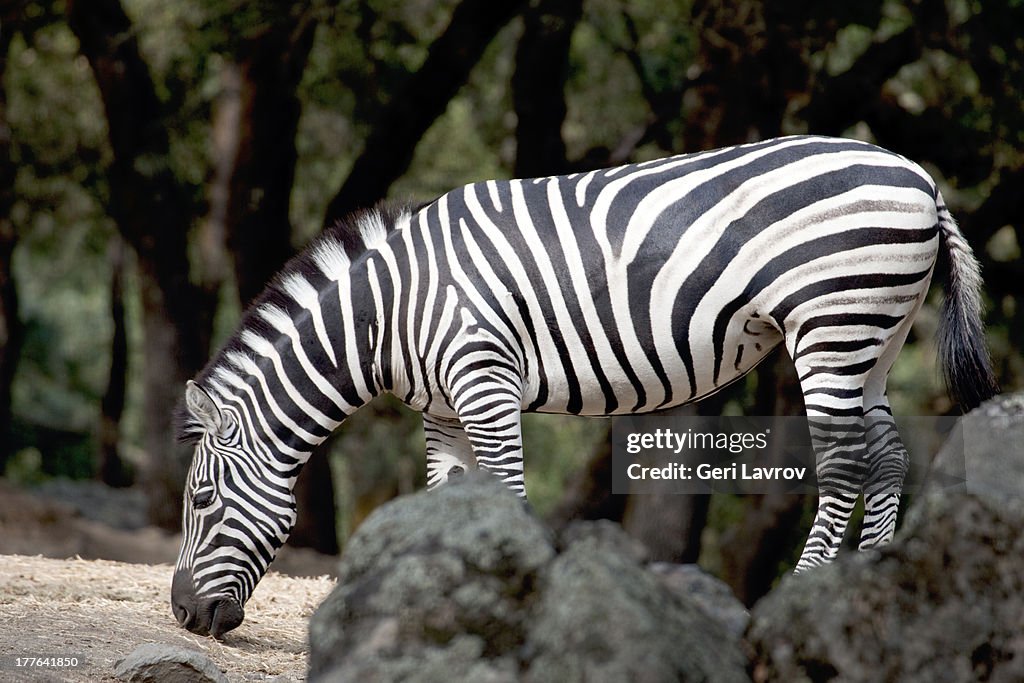 Adult zebra grazing