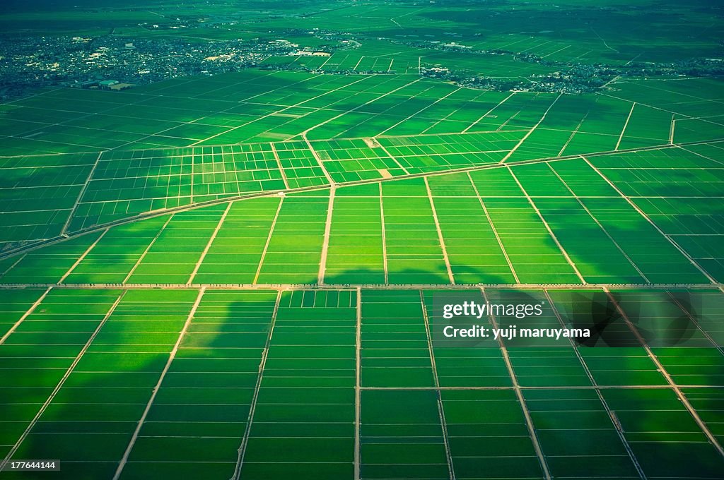 Rice fields