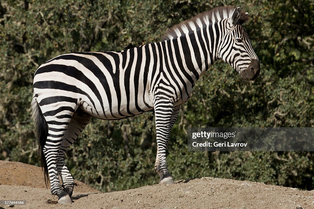 Zebra