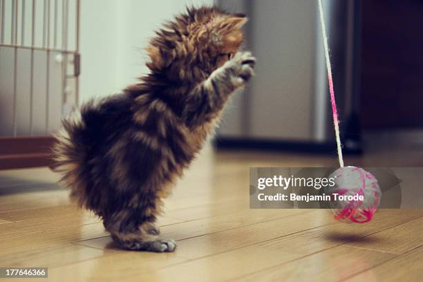 kitten about to attack ball of wool - wool ball stock-fotos und bilder