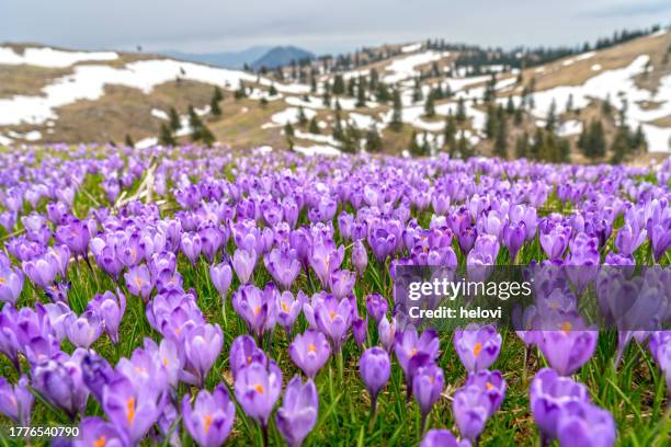 purple and white saffron flowers grow out of snow - hondsviooltje bloem stockfoto's en -beelden
