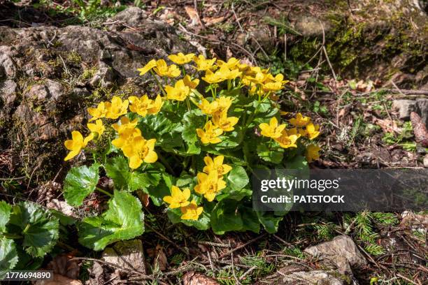 marsh marigold flowers blossoming - field marigold stock pictures, royalty-free photos & images