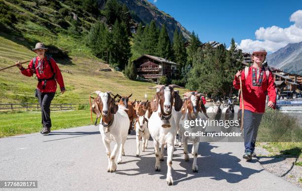 schweiz reisen - traditioneller ziegenumzug mit schulkindern, die ziegen durch die strassen von zermatt treiben - kanton wallis stock-fotos und bilder