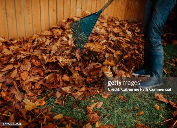 close-up of someone raking a large pile of fallen autumn leaves - removing shoes stock pictures, royalty-free photos & images