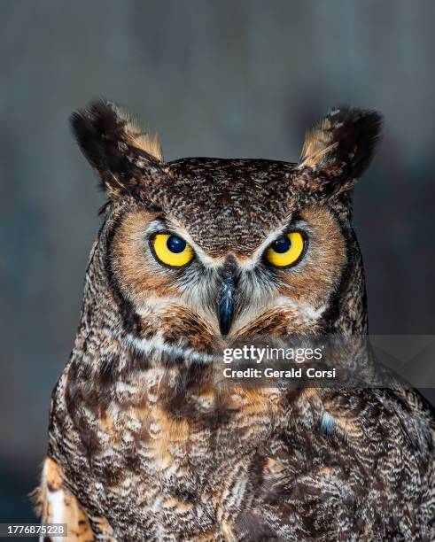 the great horned owl, bubo virginianus, also known as the tiger owl, is a large owl native to the americas. it is an adaptable bird with a vast range and is the most widely distributed true owl in the americas. pepperwood preserve; santa rosa; - great horned owl stock pictures, royalty-free photos & images