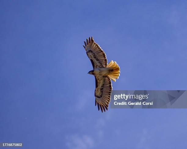 the red-tailed hawk or chickenhawk (buteo jamaicensis) is a bird of prey that breeds throughout most of north america. pepperwood nature preserve; santa rosa;  sonoma county, california. western red-tailed hawk, buteo jamaicensis calurus.. pepperwood - santa rosa california stock pictures, royalty-free photos & images