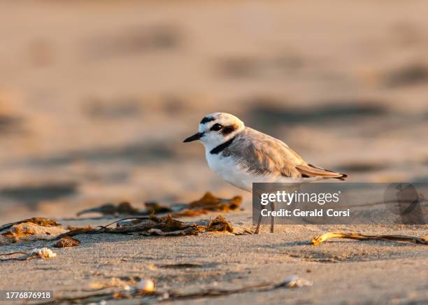 snowy plover, charadrius nivosus, monterey, california; charadriiformes; charadriidae. on the beach. - snowy plover stock pictures, royalty-free photos & images