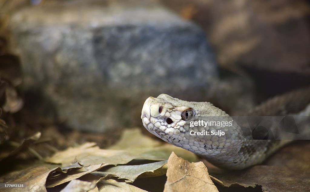 Timber Rattlesnake