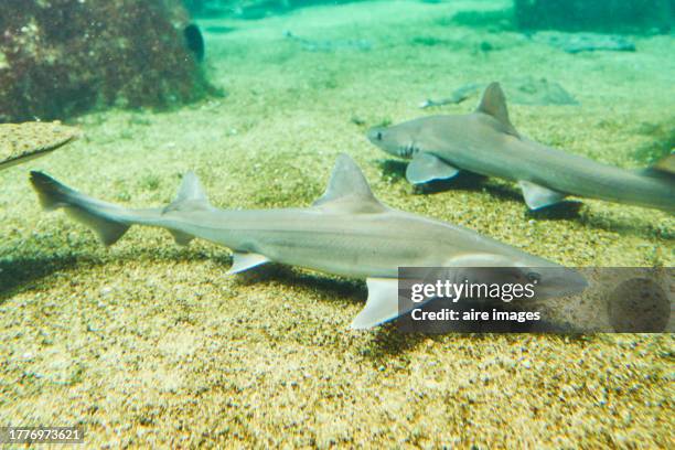 two sharks swimming together in the sand of an aquarium reef in side view with more fish - zoology stock pictures, royalty-free photos & images