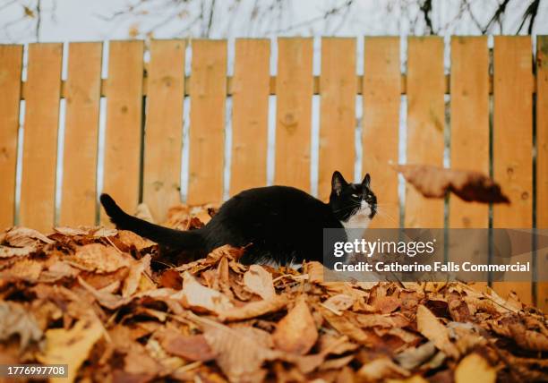 a cat watches an autumn leaf falling - leaves over face stock pictures, royalty-free photos & images