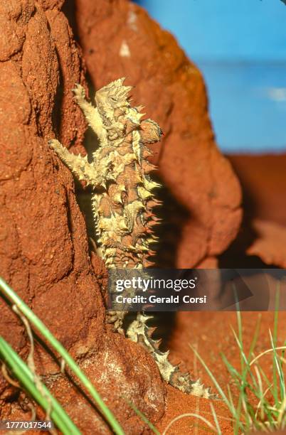 the thorny devil (moloch horridus), also known commonly as the mountain devil, thorny lizard, thorny dragon, and moloch, is a species of lizard in the family agamidae. the species is endemic to australia. - diabo espinhoso imagens e fotografias de stock