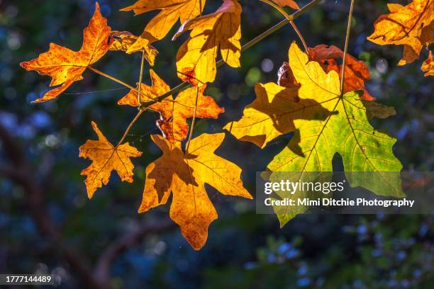 fall leaves - changer de couleur photos et images de collection
