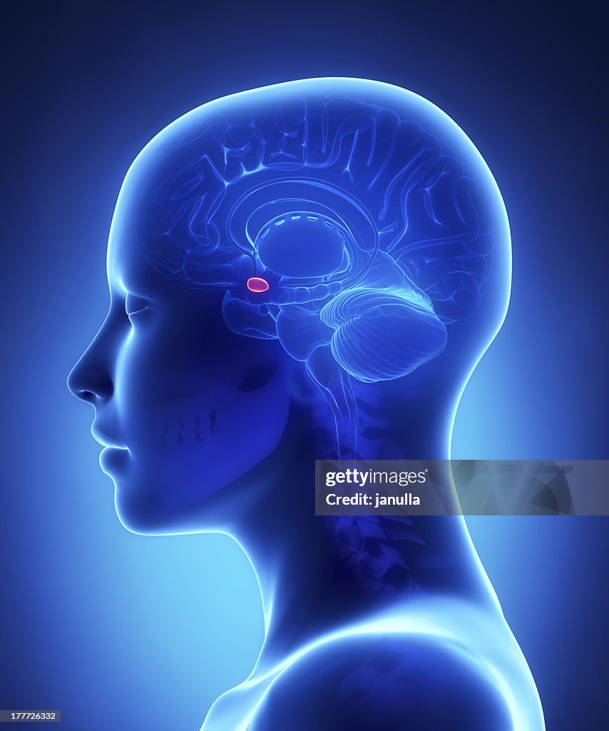 Amygdala - female brain anatomy lateral view
