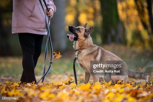 autumn walk with a dog - hundeleine stock-fotos und bilder