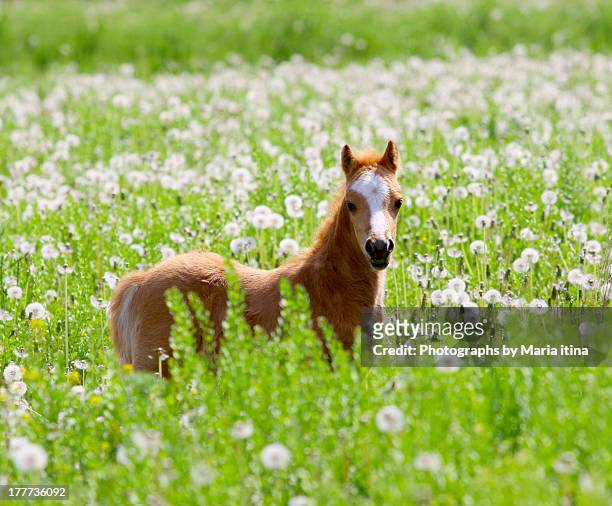 little foal - fohlen stock-fotos und bilder