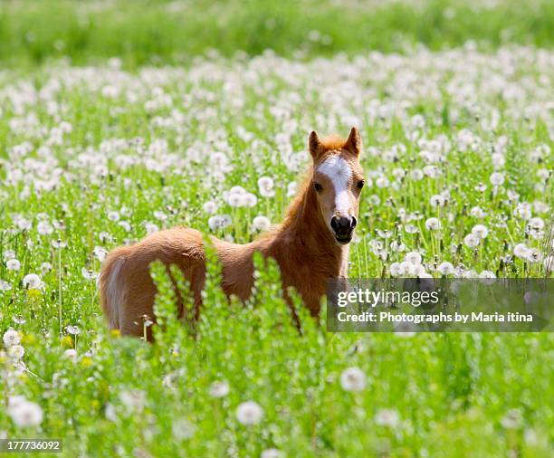 little foal - veulen stockfoto's en -beelden