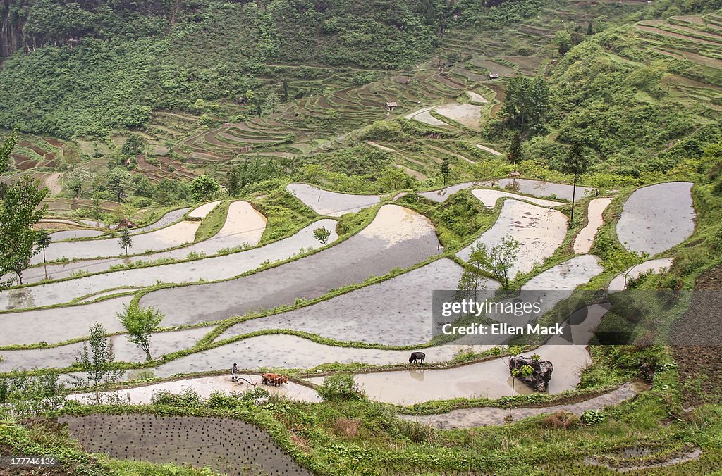 Plowing Rice Fields in SW China