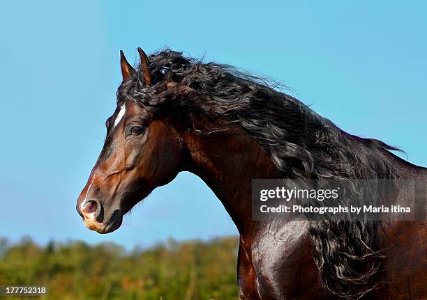 andalusian stallion - andalusian horse stock pictures, royalty-free photos & images