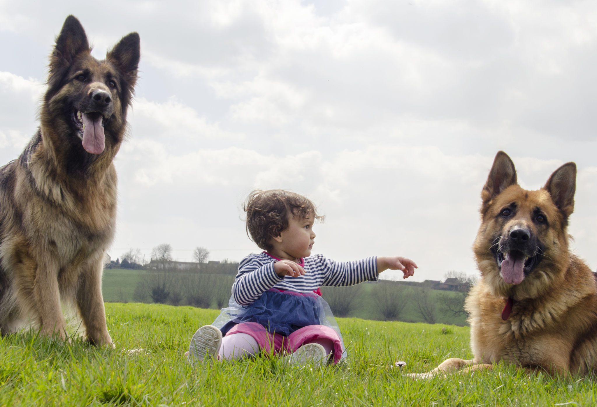 german shepherd family