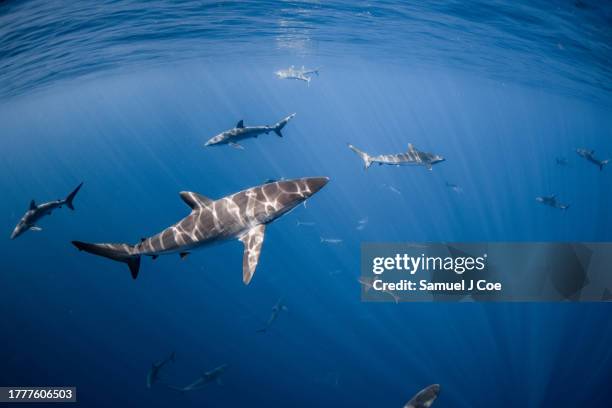 silky sharks - zona pelágica imagens e fotografias de stock