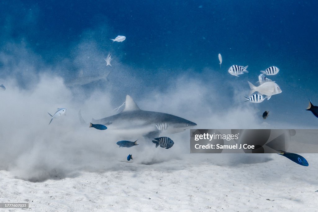 Hunting shark