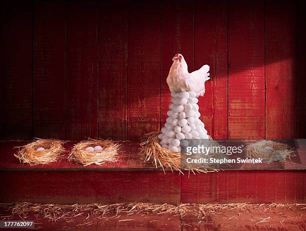 chicken and eggs - abundance stock-fotos und bilder