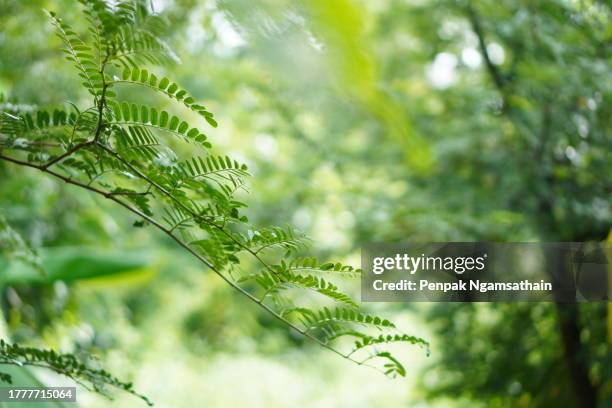 green leaves blooming tamarind tree - tamarind bildbanksfoton och bilder