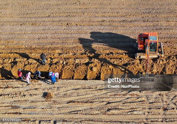Farmers harvest yam in improved sandy land in Ordos City, Inner Mongolia, China, November 12, 2023.